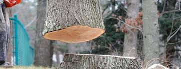 How Our Tree Care Process Works  in  Stone Ridge, NY