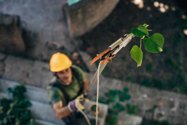Best Tree Removal  in Stone Ridge, NY