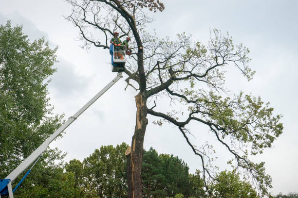 Best Seasonal Cleanup (Spring/Fall)  in Stone Ridge, NY