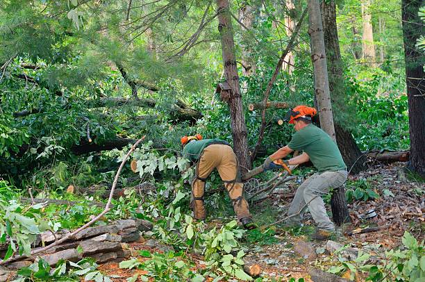 Best Tree Cabling and Bracing  in Stone Ridge, NY