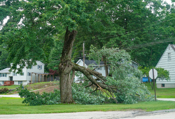Best Emergency Tree Removal  in Stone Ridge, NY
