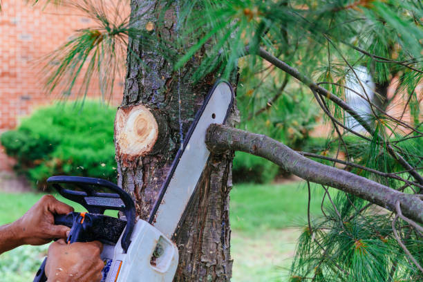 Best Palm Tree Trimming  in Stone Ridge, NY